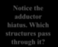 (linea aspera) Nerve supply: Obturator nerve Actions: Adducts thigh at hip joint A d d u c t o r m a g n u s ( p u b i c p a r t ) Origin: Ischio-pubic ramus Anterior view Insertion: