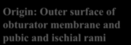 Obturator externus Origin: Outer