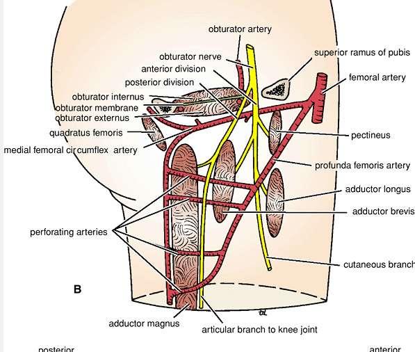 psoas muscle It divides into anterior and posterior divisions The anterior division ( M o t o r ) it gives muscular branches to :