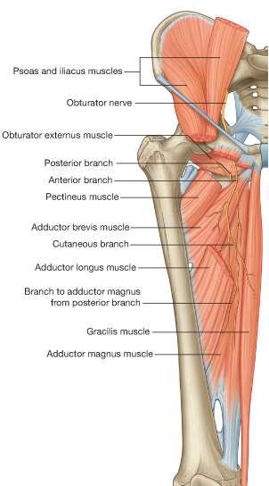 The posterior division It gives muscular branches (MOTOR) to the O b t u r a t o