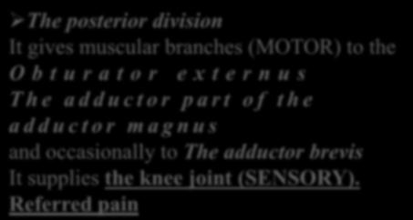 u s and occasionally to The adductor brevis It supplies the knee joint (SENSORY).