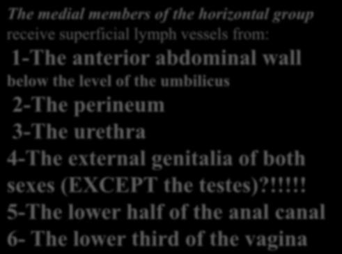 The medial members of the horizontal group receive superficial lymph vessels from: 1-The anterior abdominal wall below the level of the umbilicus 2-The perineum 3-The urethra 4-The external genitalia