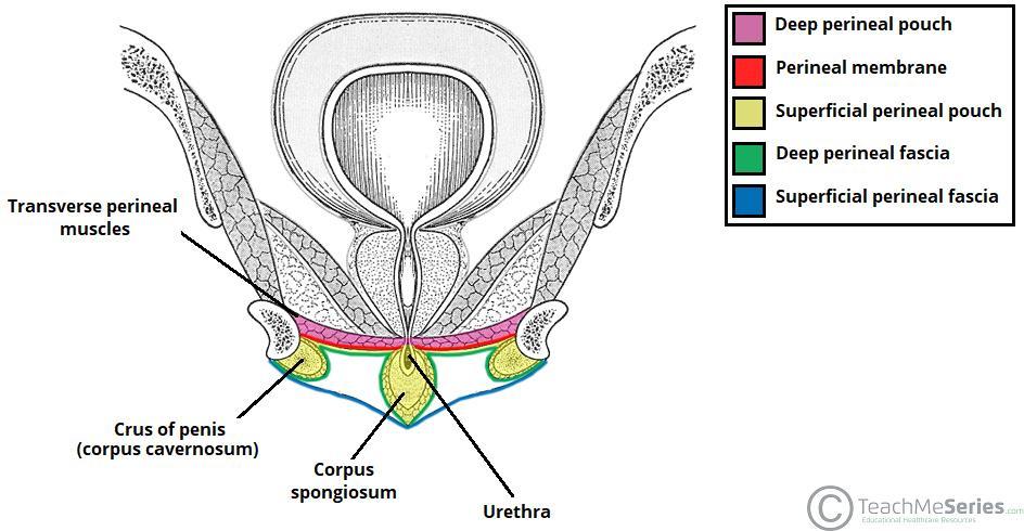 Superficial Perineal Pouch: Boundaries : Floor : membranous layer of the superficial fascia of the perineum (Colles fascia). Roof : perineal membrane.