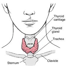 Thyroid Gland Located in the anterior portion of the neck, just below the throat.