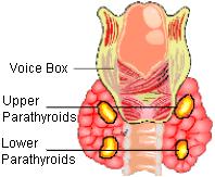 Parathyroid Gland Located on the posterior surface of the thyroid gland.