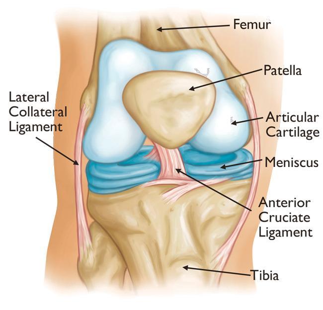 ANATOMY OF THE KNEE The knee is the largest joint in the body. It must be strong to support your body weight and flexible to allow bending and twisting movements.