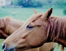 The number of horse meat related outbreaks reported has regularly increased in
