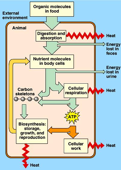 Metabolism does not have effect on body temperature (requires energy than endotherm) Similar to Campbell et al. Figure 40.