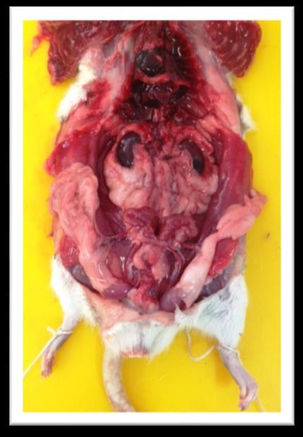 Szalai, 2016) Large intestine Appendix Caecum Cln Rectum Anus Kidney Prtective fat