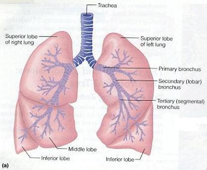 Lobes of Lung 3 lobes on the