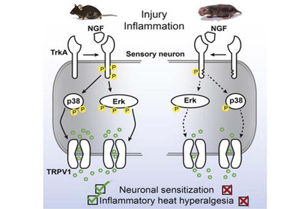Transduction: Primary afferents NGF/TRKA Pathway: Activates TRPV1 ion