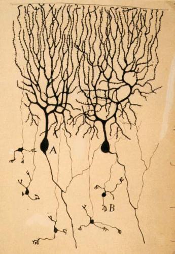1900: Sherrington proposes the concept of the synapse So far as our present