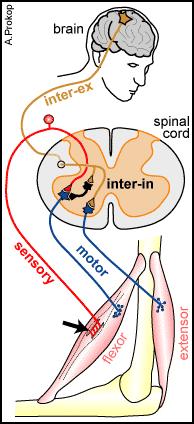 Dorsal (Posterior) spinocerebellar tract Ventral (Anterior) spinocerebellar tract Alpha lower motor neuron Dynamic gamma lower motor