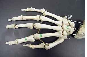 Hand A. phalange B.