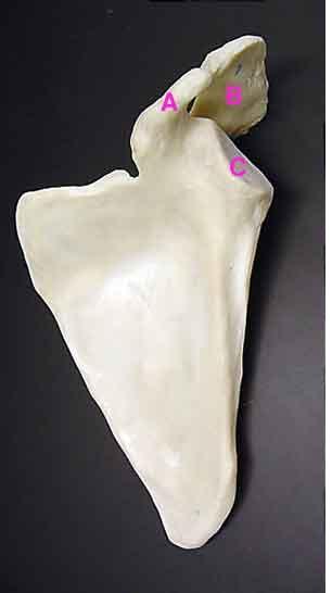 Scapula A. coracoid process - a small hook-like structure on the lateral edge of the superior anterior portion of the scapula; stabilizes the shoulder joint B.