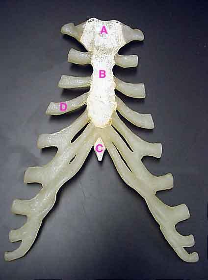 Sternum A. manubrium - The upper segment of the sternum with which the clavicle and the first two pairs of ribs articulate B. body C.