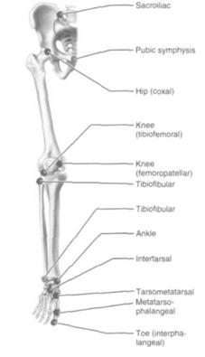 Gliding of patella" n Knee (femur + tibia)" n Hinge" n Biaxial" Joints of Lower Limb" n Proximal Tibia + Fibula" n Plane" n Gliding" n Distal
