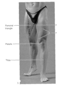 Leg Palpate Patella Condyles of femur Femoral Triangle Sartorius