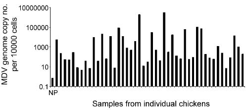 Use of real time PCR Follow up of vaccination (Baigent et al., 2006; Gimeno et al.