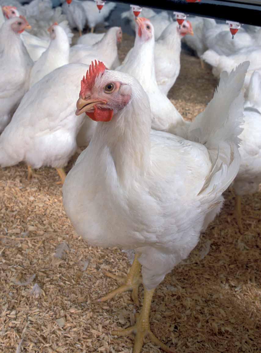 ZOOTECNICA WORLD S POULTRY JOURNAL International Assessment of the immune response in