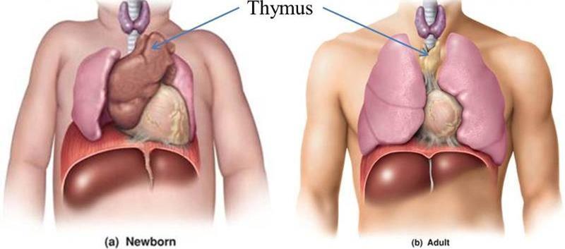 Thymus Gland large in young children, gradually shrinks