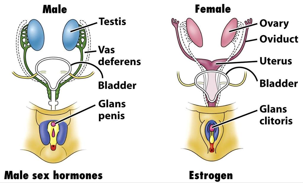 Reproductive Glands testes and ovaries testosterone, progesterone,