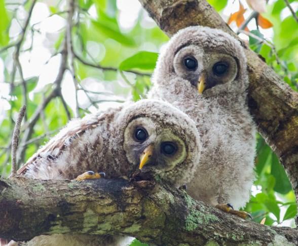 Water, Wildlife and Wilderness Field Studies Program Barred owlet (infant) Life Cycles and Food Chains at Circle B Bar Reserve Mission Polk's Nature Discovery Center will provide hands-on learning