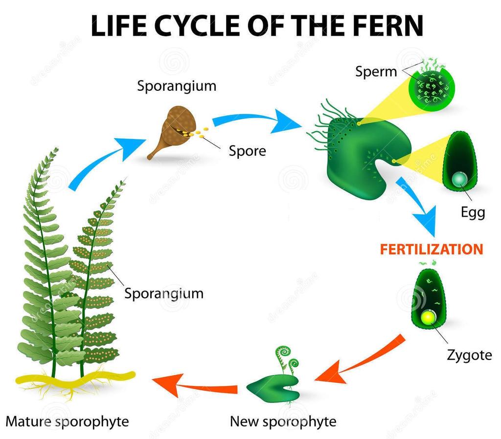 Non-flowering plant examples: LIFE LIFE CYCLE