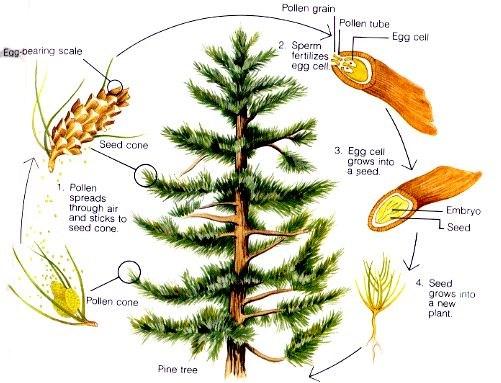 PINE TREE spore seed What are the three