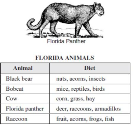 The Florida panther is an endangered species living primarily in and around the Everglades. Cows, raccoons, black bears and bobcats also live in Florida.