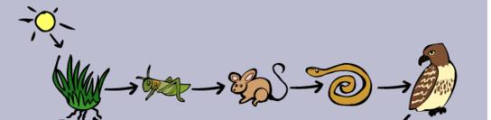A food chain shows how each living thing gets food and how energy is passed from one living thing to another.