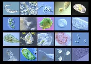 4. Protozoans http://ebiomedia.com/stock/images/ciliarray.jpg a.