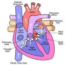 c. The heart has a mass of about 300 g and is built of thick and strong cardiac muscle. 2. detailed structure of the human heart: a. the human heart possesses four muscular chambers: i.