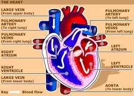 the left ventricle is joined to the aorta iv. the right ventricle is joined to the pulmonary artery. e. The one way flow of blood in the heart is controlled by three types of valves. i. bicuspid valve (or mitra valve) controls the one way blood flow from the left atrium to the left ventricle.