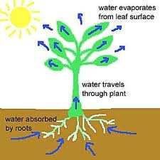 TRANSPIRATION http://www.nelsonthornes.com/secondary/science/scinet/scinet/plants/water/stomata.htm http://www.ddsci.com/stomata.htm 1.