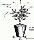 In the weight photometer, the rate of transpiration is determined by the difference weight of photometer over a period of time. 8.