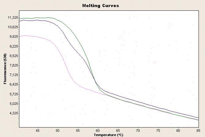 Slika 3-4 Analiza krivulja taljenja VKORC1 1173C>T Analiza VKORC1 1173C>T (rs9934438): Kanal F1 (530 nm);