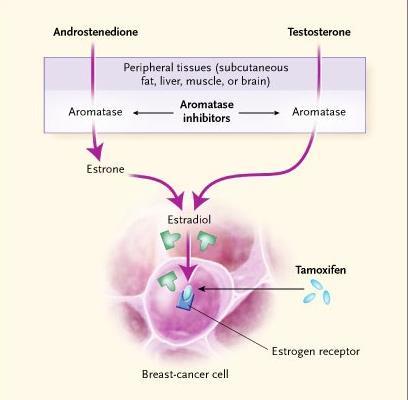Anti-estrogen therapy: Mechanism of