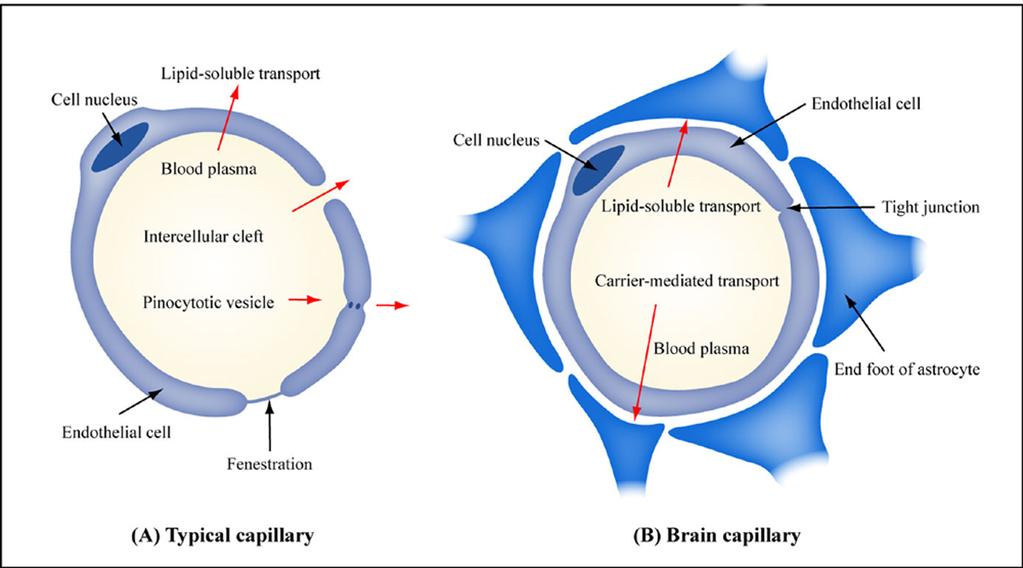 This means that a drug stays in the blood for some time after administration Before reaching the CNS, where it has to cross the Blood Brain Barrier The BBB barrier prevents that all the substances