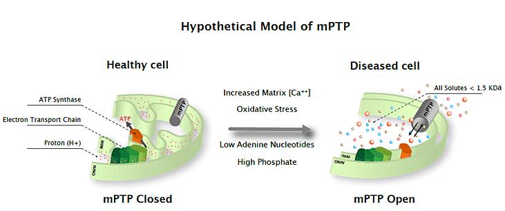 Membrane Permeability Transition Pore (mptp) Regulate the homeostatic status of the mitochondria Too much calcium or reactive oxygen species (ROS) can leave the mptp open Inhibition of ATP