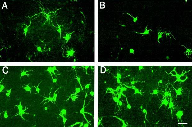 A - anti-th-stained mesencephalic neuronal cell control B cells with 5 μm MPP added C