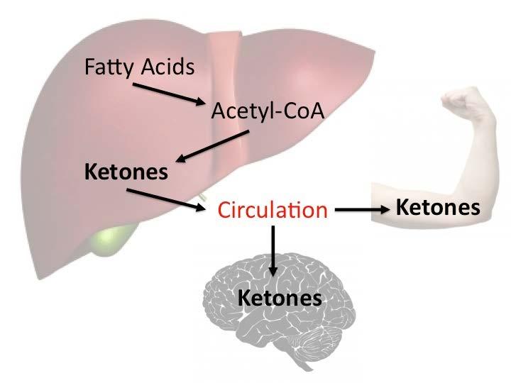 Ketosis - The P roduction of Ketone Uses body fat instead, an alternative