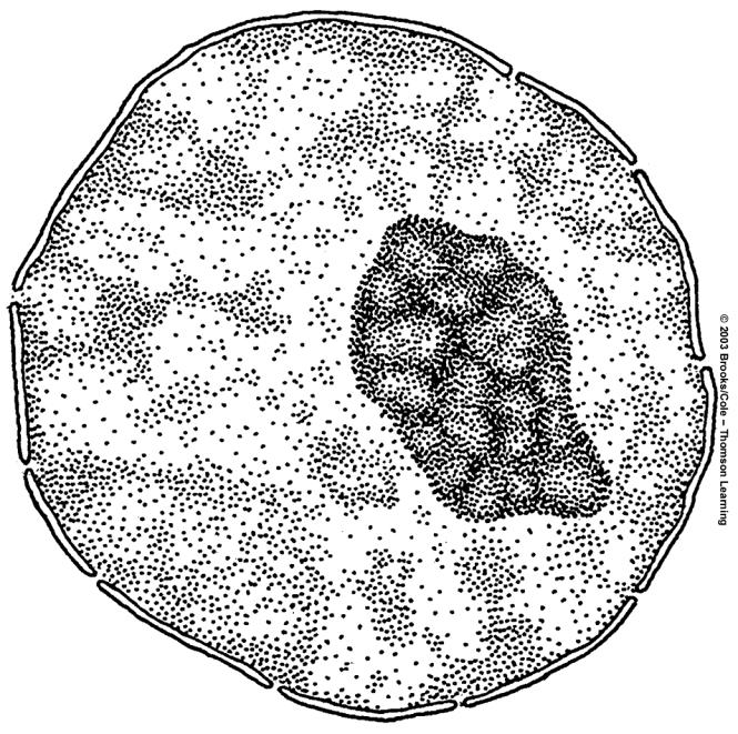 cytoplasm nucleus Nucleus