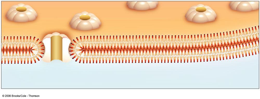 Nuclear Envelope Two outer membranes (lipid bilayers) Innermost surface has DNA attachment sites Pores span bilayer one of two lipid bilayers