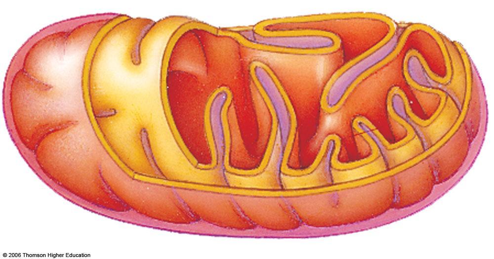 Outer mitochondrial membrane Inner mitochondrial membrane
