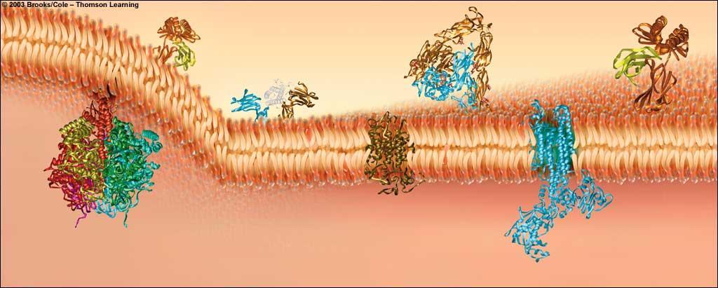 Plasma Membrane extracellular environment Recognition protein Receptor protein lipid bilayer