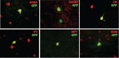 MGE-GFP cells integrate as