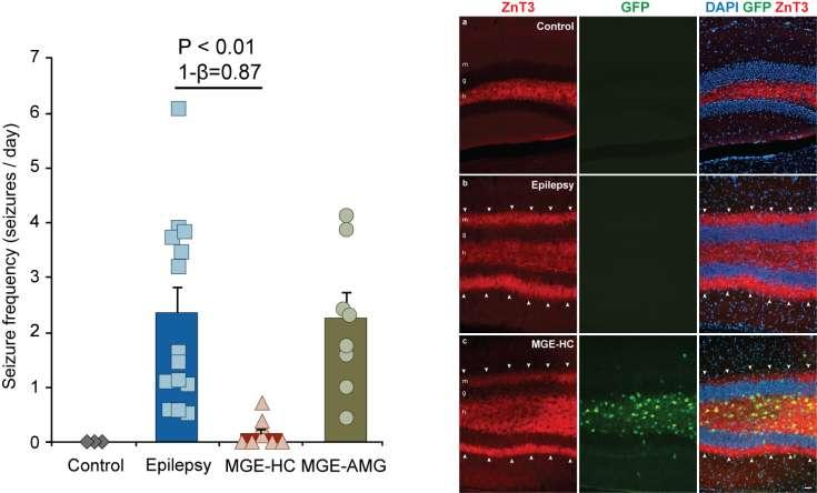 MGE rescue of epilepsy phenotype in the Pilocarpine model