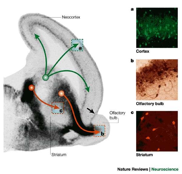 Where do interneurons come from?