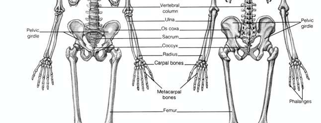 skull, spinal column,